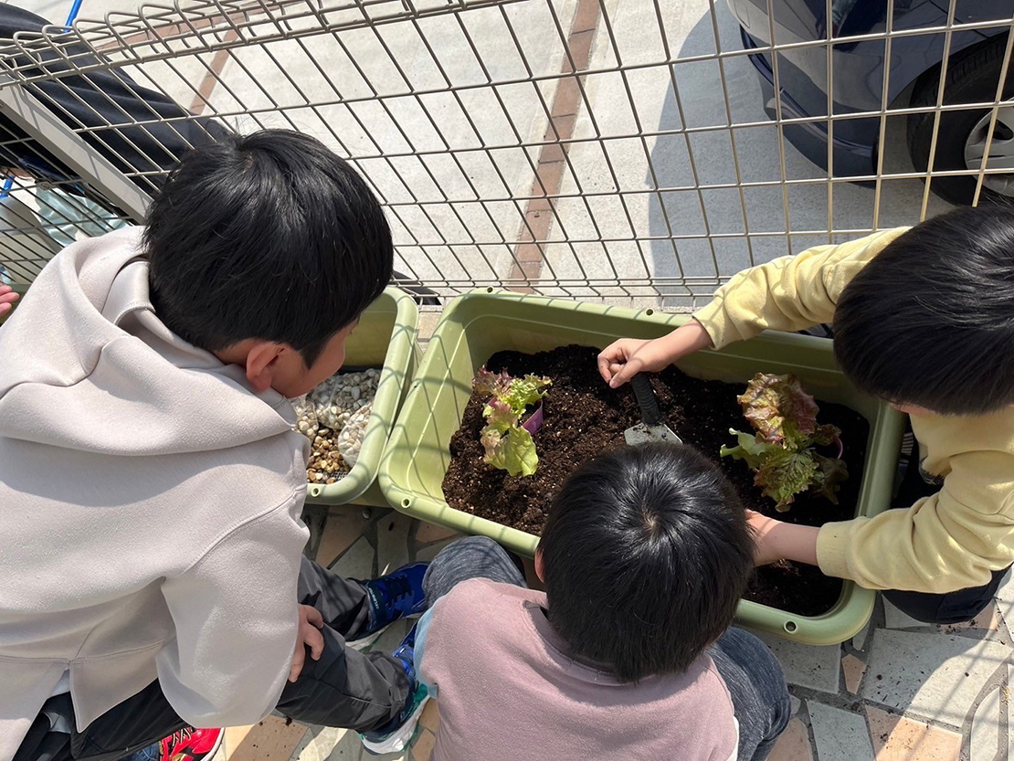 野菜の収穫